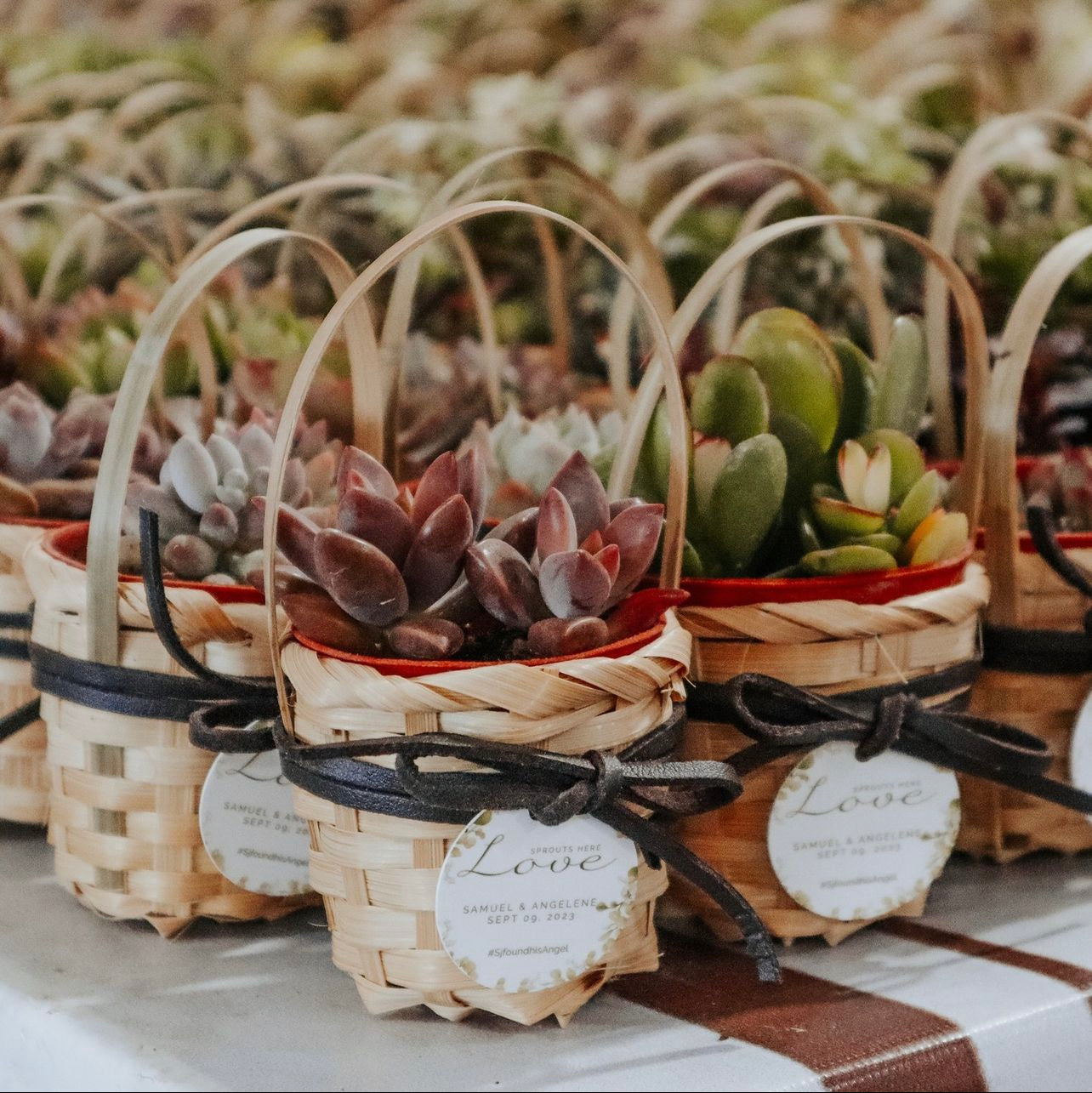 Succulent Wedding Favours Singapore