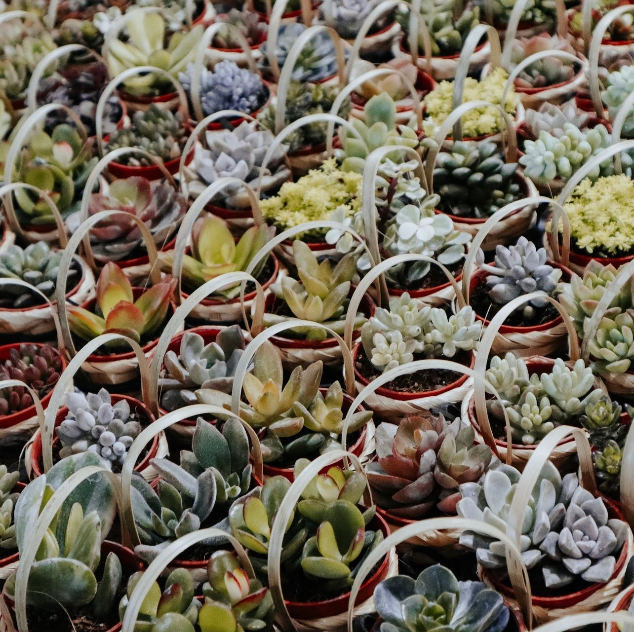 Succulent Wedding Favours Singapore